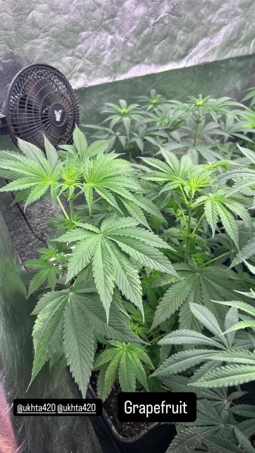 UKHTA fruitgum x wgc