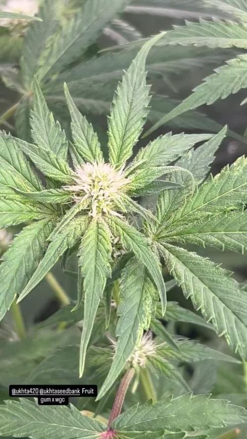 UKHTA fruitgum x wgc