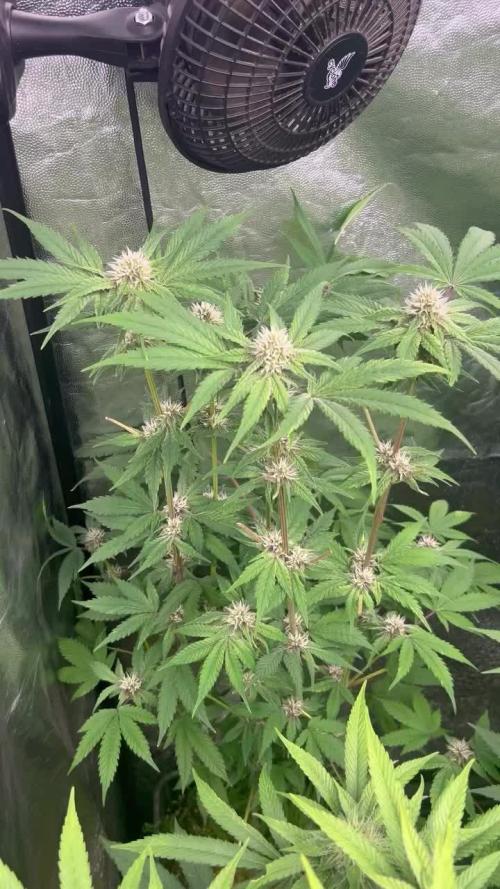 UKHTA fruitgum x wgc