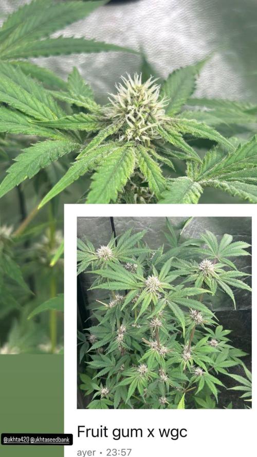 UKHTA fruitgum x wgc. Week 6