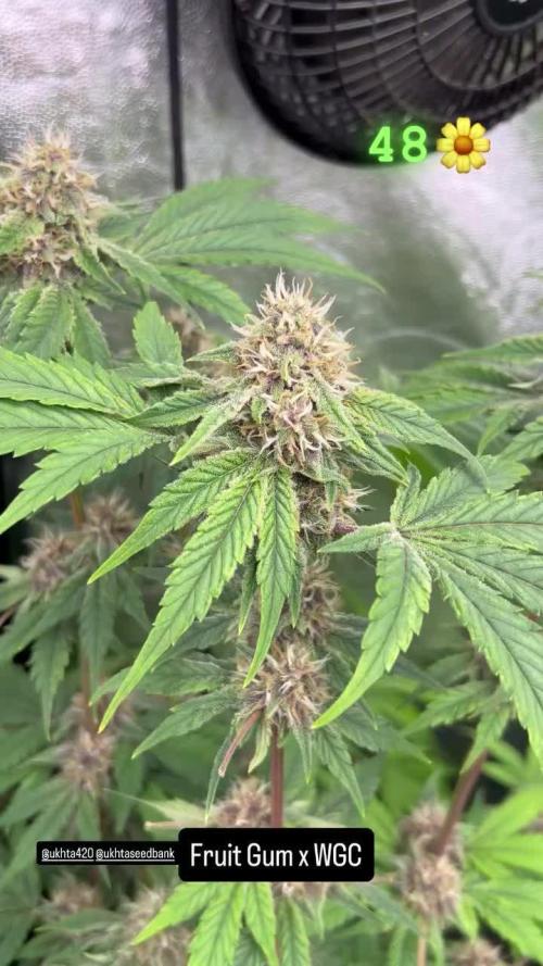 UKHTA fruitgum x wgc