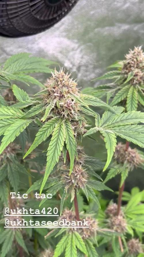 UKHTA fruitgum x wgc