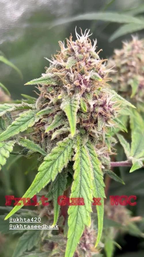 UKHTA fruitgum x wgc