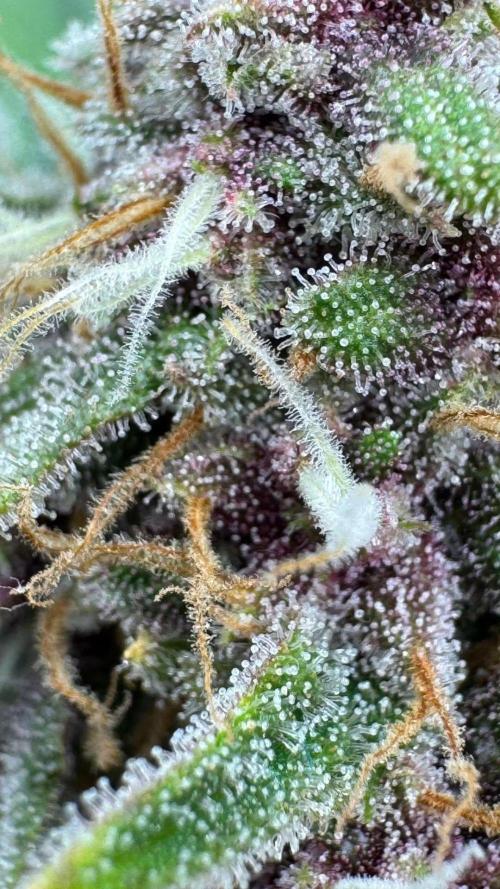 UKHTA fruitgum x wgc. Week 10