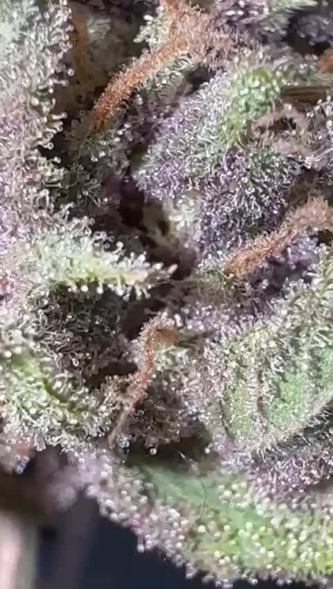 UKHTA fruitgum x wgc