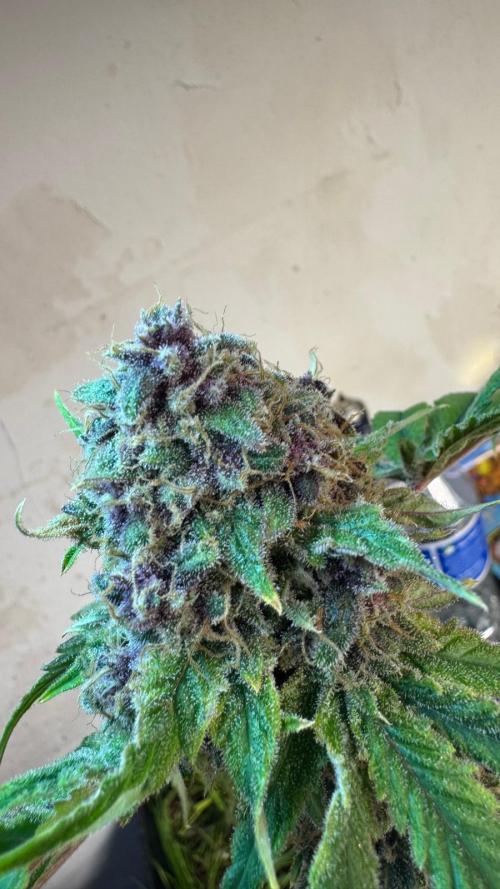 UKHTA fruitgum x wgc. Week 10