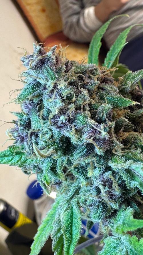 UKHTA fruitgum x wgc. Week 10