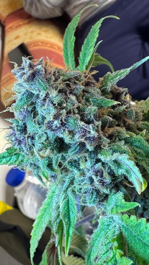 UKHTA fruitgum x wgc. Week 10