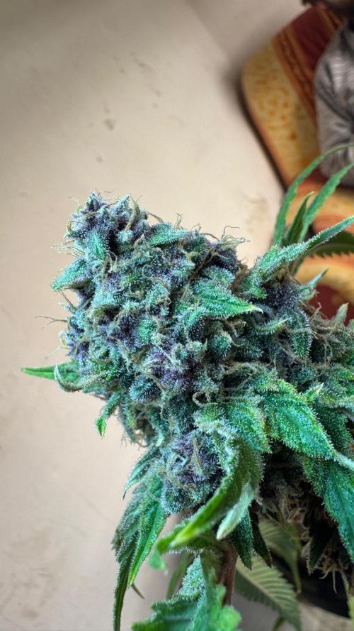 UKHTA fruitgum x wgc. Week 10