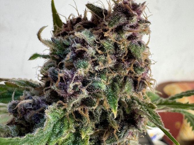 UKHTA fruitgum x wgc. Week 10