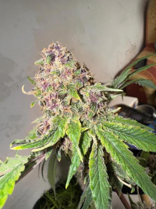 UKHTA fruitgum x wgc. Week 10