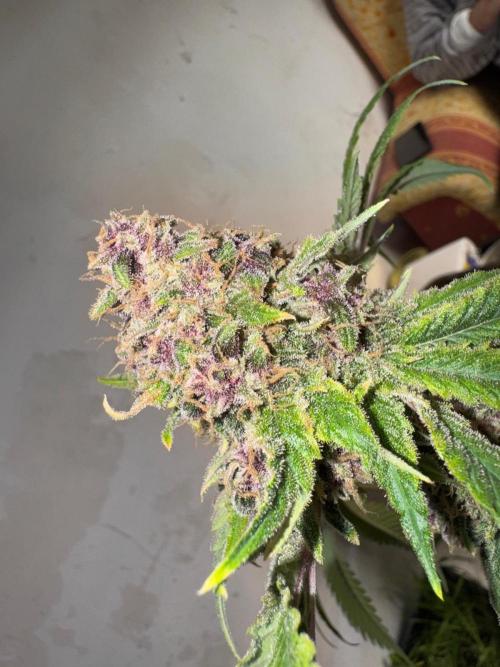 UKHTA fruitgum x wgc. Week 10