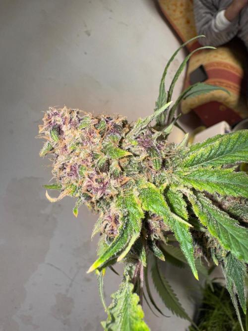 UKHTA fruitgum x wgc. Week 10