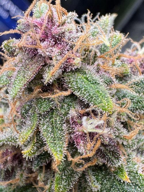 UKHTA fruitgum x wgc. Week 10