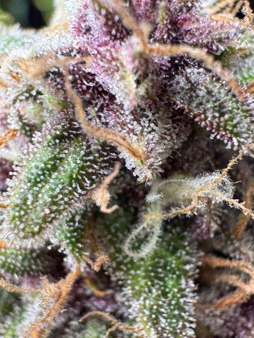 UKHTA fruitgum x wgc. Week 10