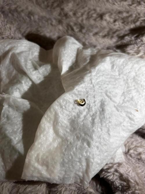 ✨GHOSTLIE👻. Week 0 - 04.02.2025