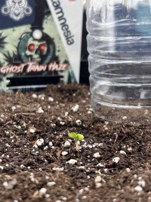 ✨GHOSTLIE👻. Week 0 - 05.02.2025 Keimling