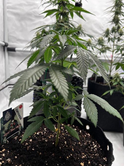 ✨GHOSTLIE👻. Week 0 - 03.2025