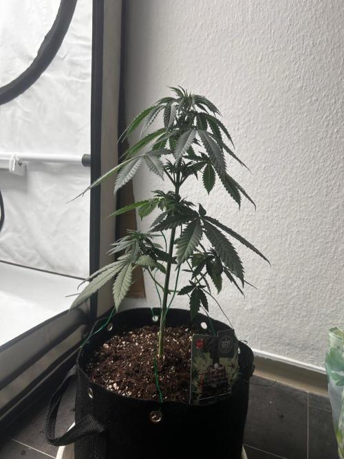 ✨GHOSTLIE👻. Week 0 - 13.03.2025