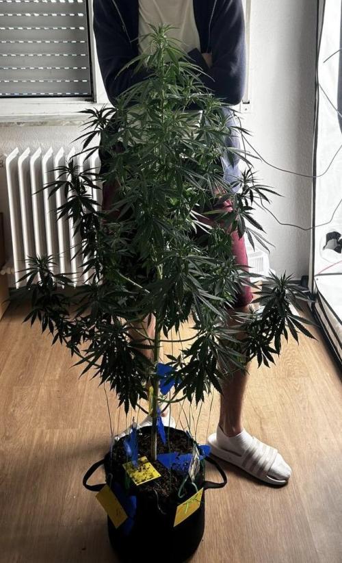 ✨GHOSTLIE👻. Week 0 - 05.2025/ 06.2025 Mutter 