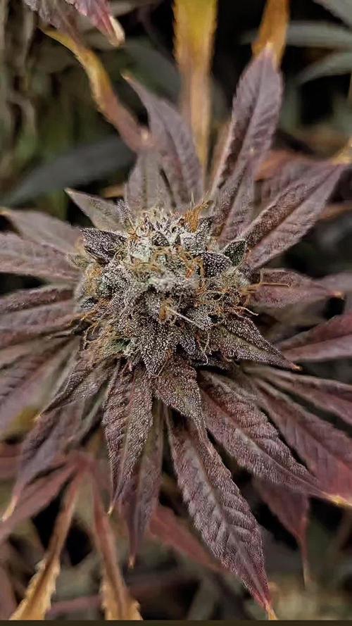 Blue Zushi Original (The ten co.)