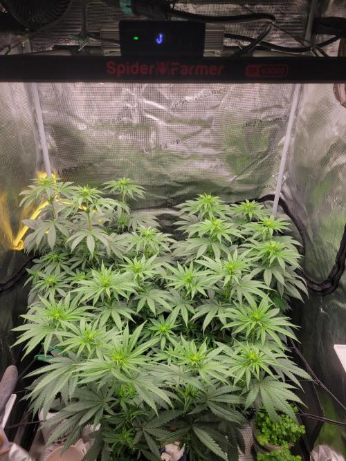 My second round of feminized seeds. Week 8