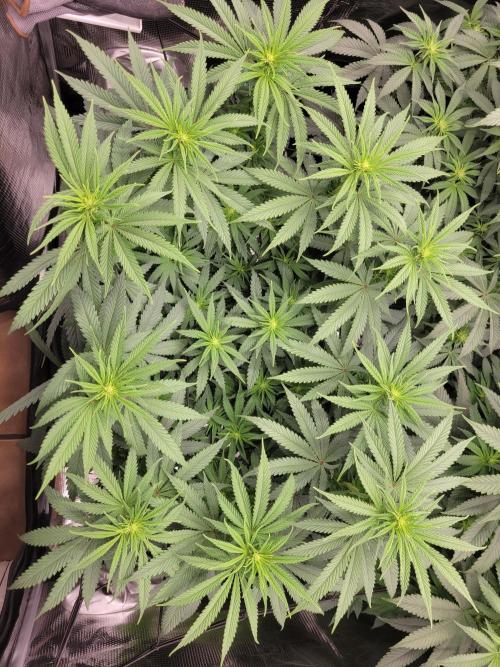 My second round of feminized seeds. Week 8 - White runtz 