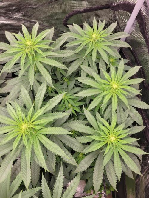 My second round of feminized seeds. Week 8 - Strawberry gummys 