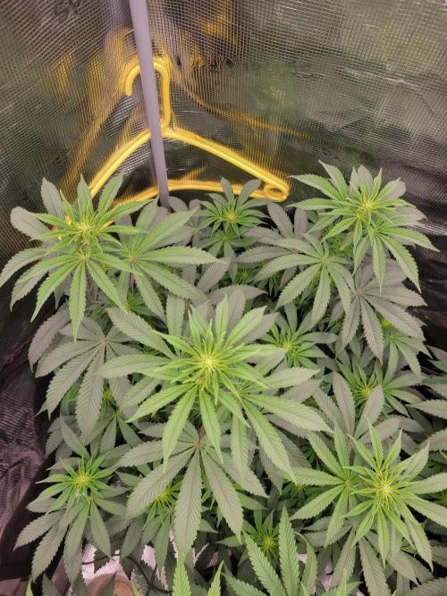 My second round of feminized seeds. Week 8 - Zoapays