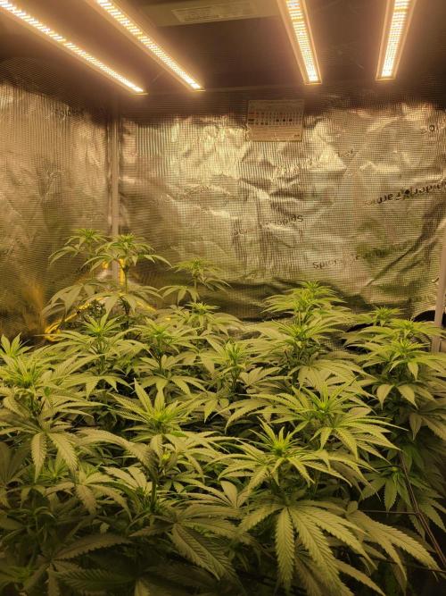 My second round of feminized seeds. Week 8