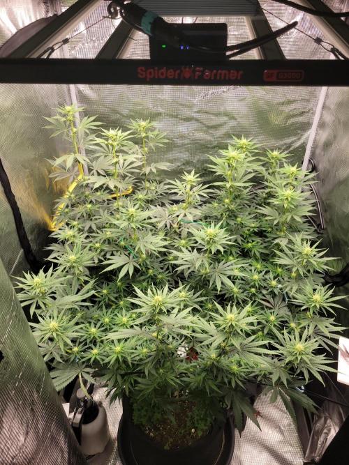 My second round of feminized seeds. Week 9