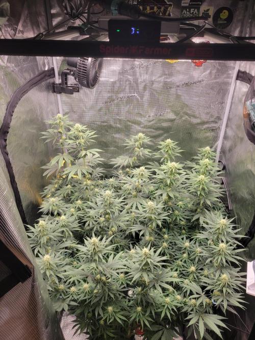 My second round of feminized seeds. Week 10