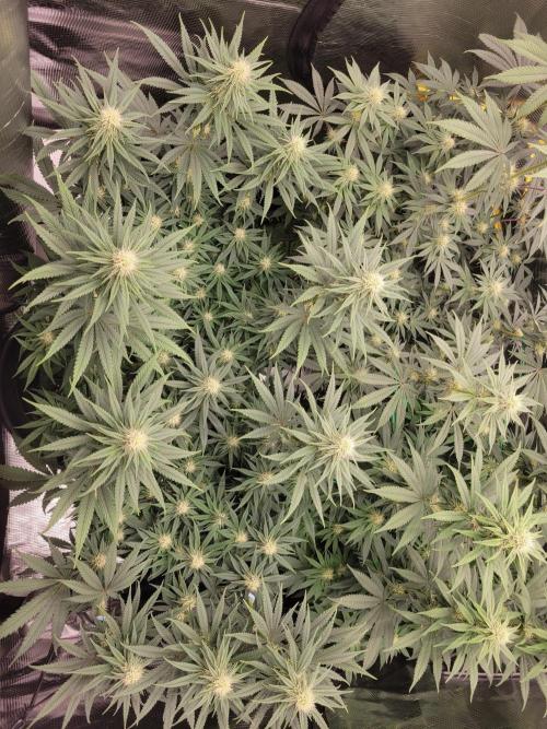 My second round of feminized seeds. Week 10