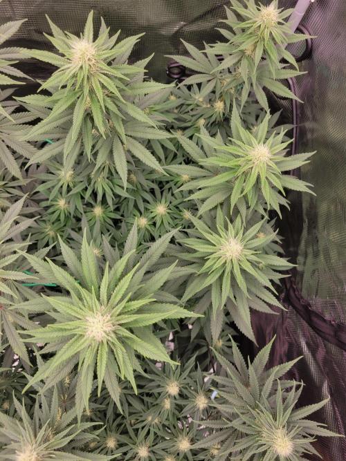 My second round of feminized seeds. Week 10