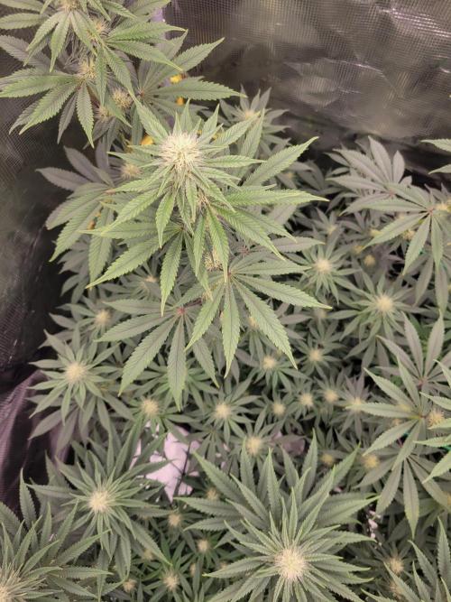 My second round of feminized seeds. Week 10