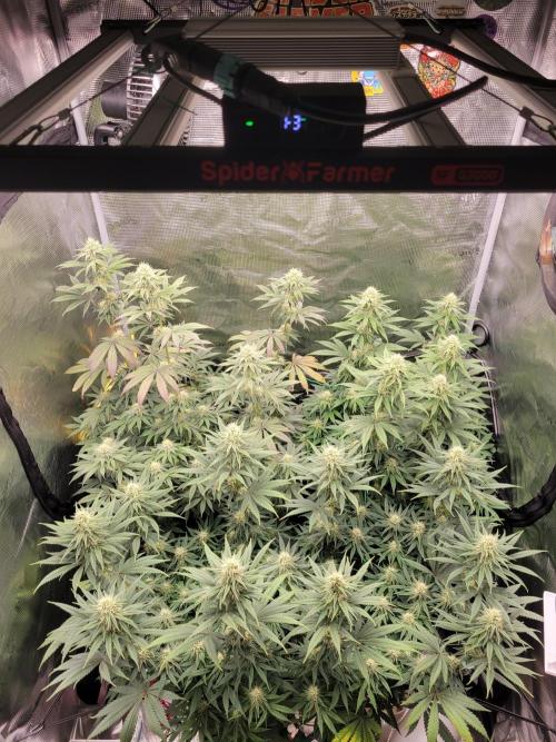 My second round of feminized seeds. Week 11