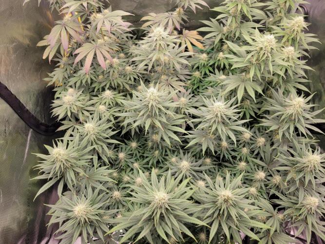 My second round of feminized seeds. Week 11