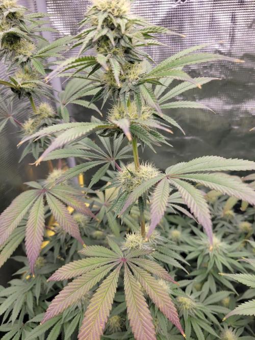 My second round of feminized seeds. Week 11