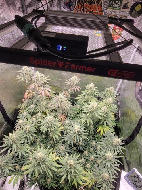 My second round of feminized seeds. Week 12