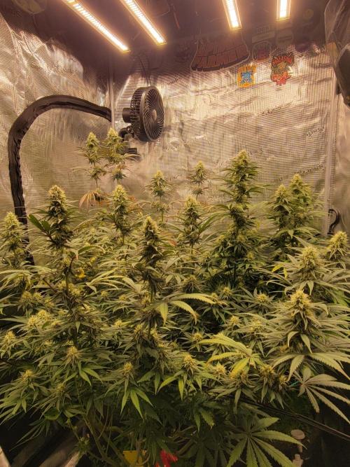 My second round of feminized seeds. Week 12