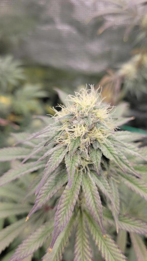 My second round of feminized seeds. Week 12