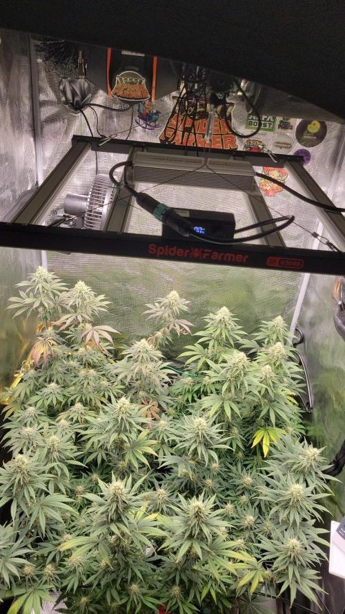 My second round of feminized seeds. Week 12