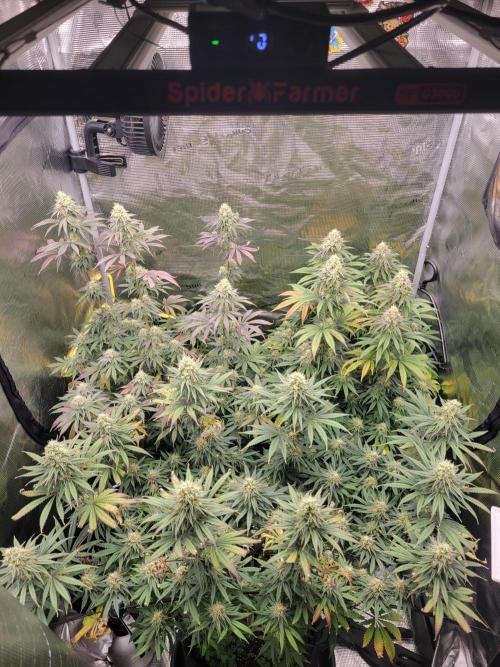 My second round of feminized seeds. Week 13