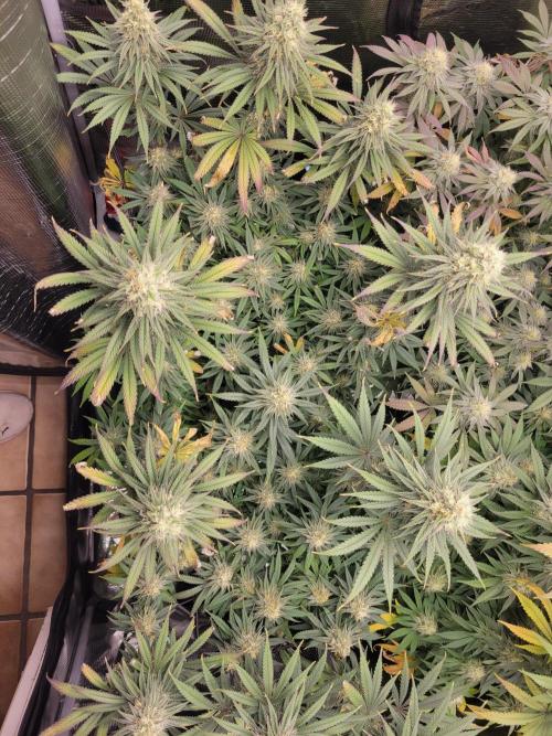 My second round of feminized seeds. Week 13