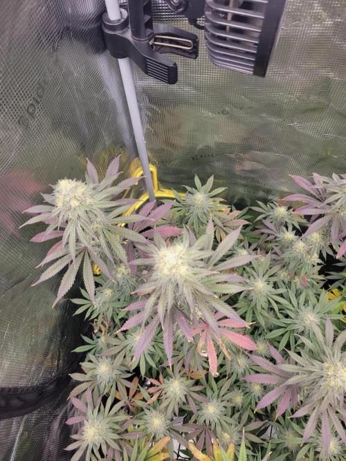 My second round of feminized seeds. Week 13