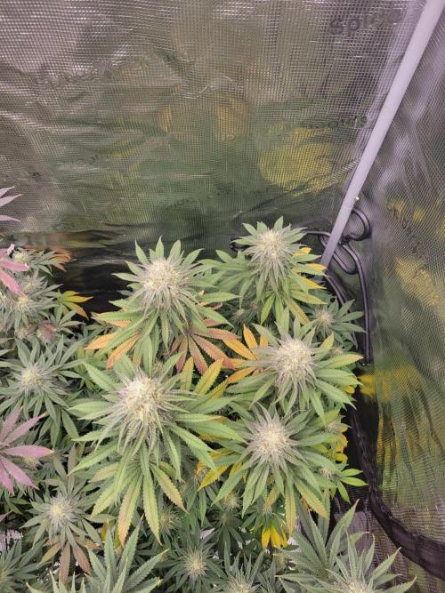 My second round of feminized seeds. Week 13