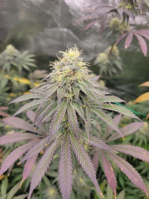 My second round of feminized seeds. Week 13