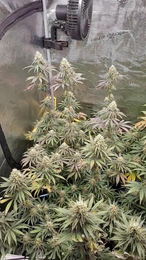 My second round of feminized seeds