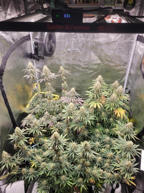 My second round of feminized seeds. Week 14