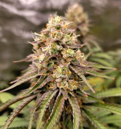 My second round of feminized seeds. Week 14